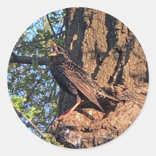 Stickers van staarten (Voorkant)