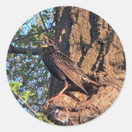 Stickers van staarten