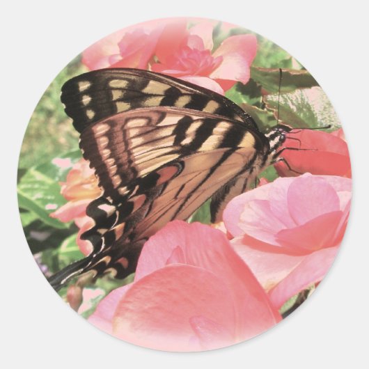 Stickers van tijger Swallowtail (Voorkant)