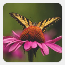 Stickers van tijger Swallowtail Butterfly