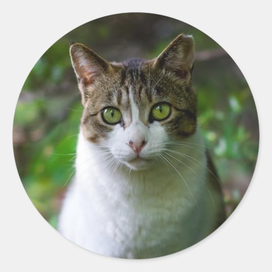 stickers van tuinkatten (Voorkant)