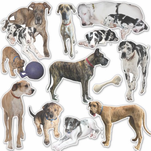 Stickers vel Great Danes (Voorkant)