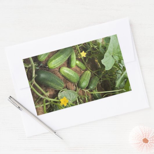 Stickers voor Cucumber Patch Rechthoek (Envelop)