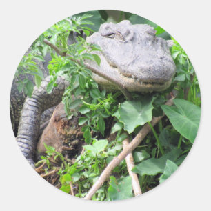 Stickers voor gator samenstellen