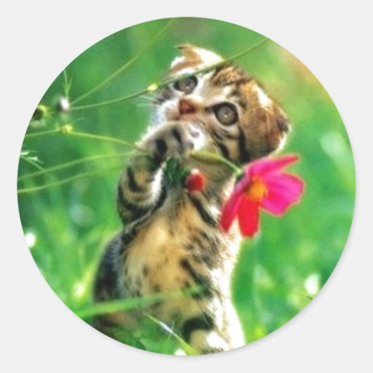 Stickers voor het vormen van keukens (Voorkant)