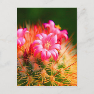 Sticky Beauty Cacti Cactus flower Briefkaart