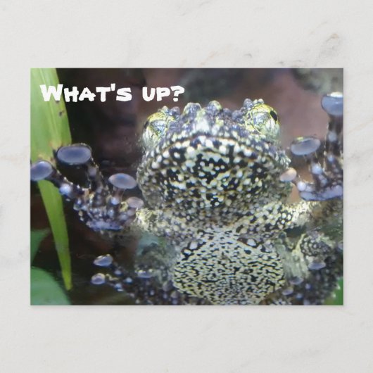Sticky Frog Just Gezegde Hallo Briefkaart (Voorkant)