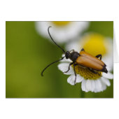Stictoleptura rubra (Voorkant Horizontaal)