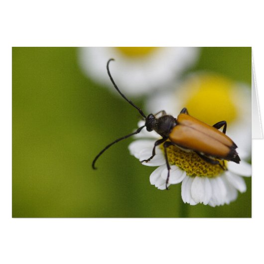 Stictoleptura rubra (Voorkant Horizontaal)