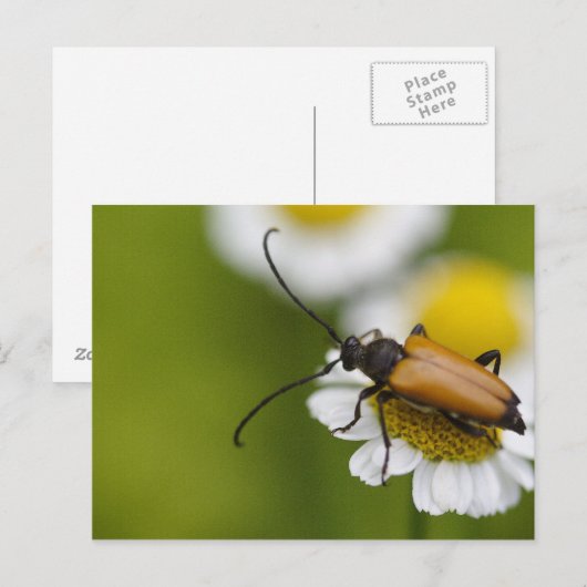 Stictoleptura rubra briefkaart (Voorkant / Achterkant)