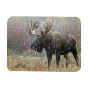 Stier eland in sneeuwstorm met espenbomen magneet