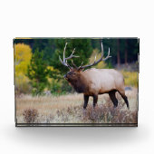 Stier & Espenbomen | Rocky Mountain National Park Fotoblokken (Voorkant)
