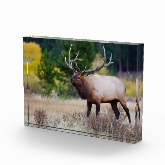 Stier & Espenbomen | Rocky Mountain National Park Fotoblokken (Rechts)