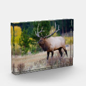 Stier & Espenbomen | Rocky Mountain National Park Fotoblokken (Links)