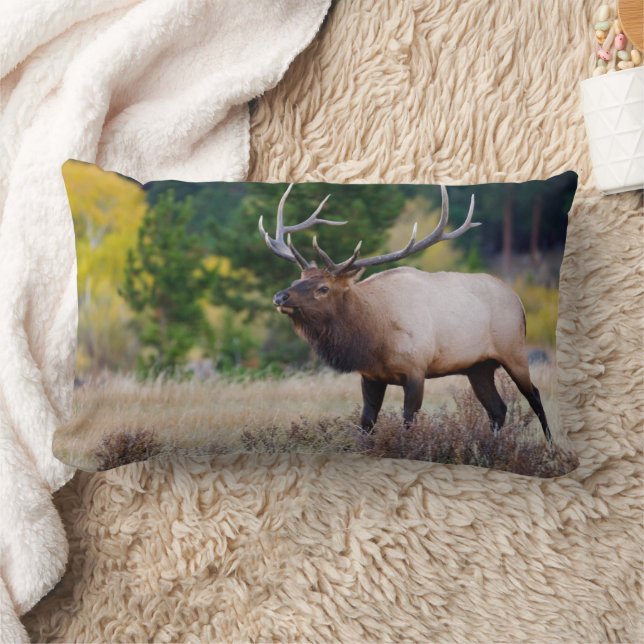 Stier & Espenbomen | Rocky Mountain National Park Kussen (Deken)