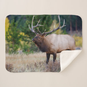 Stier & Espenbomen   Rocky Mountain National Park Sherpa Deken