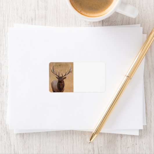 stier etiket (Insitu)