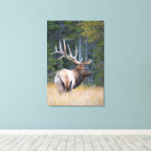 Stier Rocky Mountain Elk Canvas Afdruk (Insitu (Houten vloer))