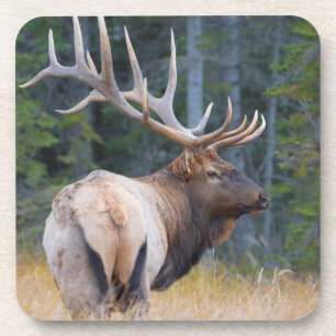 Stier Rocky Mountain-wapiti Drankjes Onderzetter