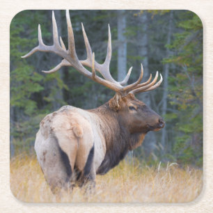 Stier Rocky Mountain-wapiti Kartonnen Onderzetters