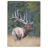 Stier Rocky Mountain-wapiti Klembord (Achterkant)