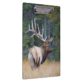 Stier Rocky Mountain-wapiti Klembord (Rechts)