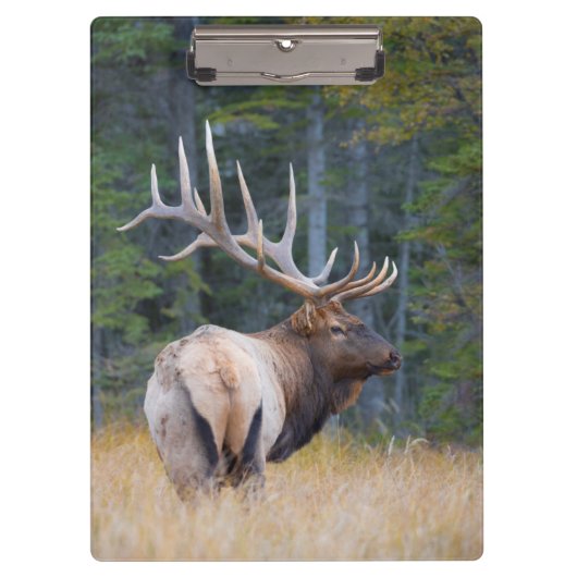 Stier Rocky Mountain-wapiti Klembord (Voorkant)