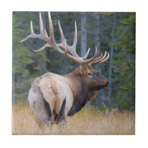 Stier Rocky Mountain-wapiti Tegeltje