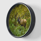 Stier Roosevelt-eland (Hoek)