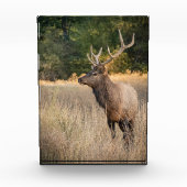Stier Roosevelt-eland in gras | Staat Washington Fotoblokken (Voorkant)