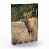 Stier Roosevelt-eland in gras | Staat Washington Fotoblokken (Links)