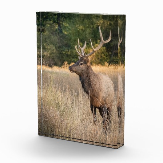Stier Roosevelt-eland in gras | Staat Washington Fotoblokken (Rechts)