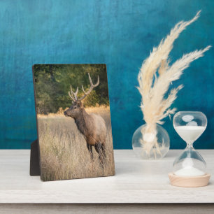 Stier Roosevelt-eland in gras   Staat Washington Fotoplaat