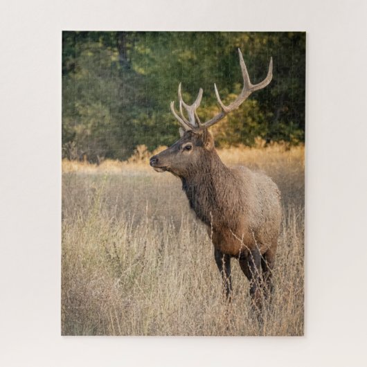 Stier Roosevelt-eland in gras | Staat Washington Legpuzzel (Verticaal)