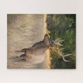 Stier Roosevelt-eland in gras | Staat Washington Legpuzzel (Horizontaal)