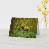 Stier Roosevelt-eland Kaart (Gele Bloem)
