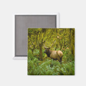 Stier Roosevelt-eland Magneet (Voorkant / Achterkant)