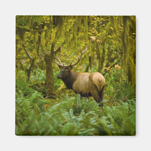 Stier Roosevelt-eland Magneet (Voorkant)