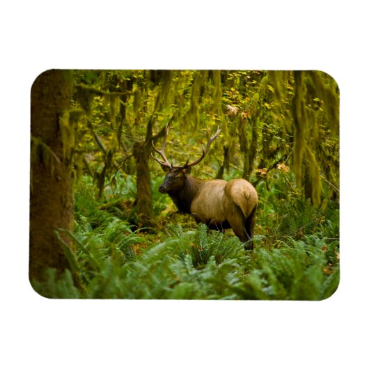 Stier Roosevelt-eland Magneet (Horizontaal)
