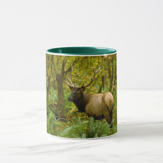 Stier Roosevelt-eland Mok (Midden)