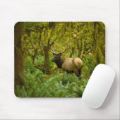 Stier Roosevelt-eland Muismat (Met muis)
