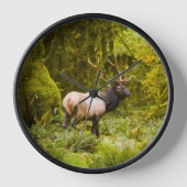 Stier Roosevelt-eland staand in weide (Voorkant)