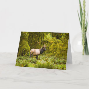 Stier Roosevelt-eland staand in weide Kaart