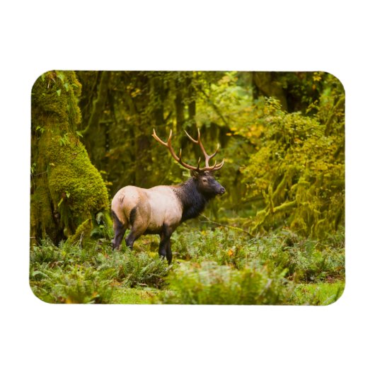 Stier Roosevelt-eland staand in weide Magneet (Horizontaal)