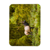 Stier Roosevelt-eland staand in weide Magneet (Verticaal)