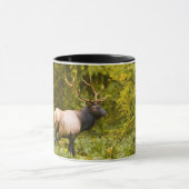 Stier Roosevelt-eland staand in weide Mok (Midden)