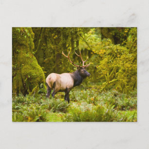 Stier Roosevelt Eland Staand In Weiland Briefkaart
