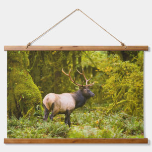 Stier Roosevelt Eland Staand In Weiland Hangend Wandkleed