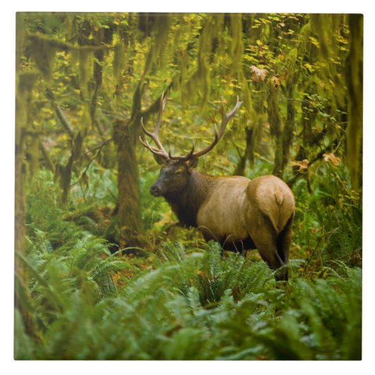 Stier Roosevelt-eland Tegeltje (Voorkant)