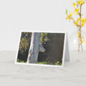 Stierboom in Valencia, Spanje, Spaans Kaart (Gele Bloem)